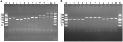 Development of a TaqMan polymerase chain reaction detection method for the precise identification and quantification of an attenuated Eimeria maxima vaccine strain in poultry